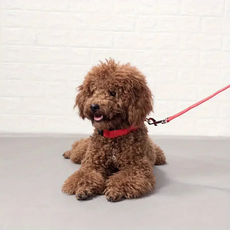 LED-Halsband Night Safety – Maximale Sichtbarkeit für Abenteuer bei Tag und Nacht für deinen Vierbeiner